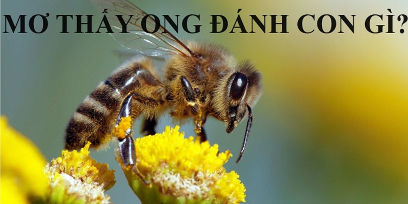 Những con số đẹp nhất liên quan đến giấc mộng gặp ong