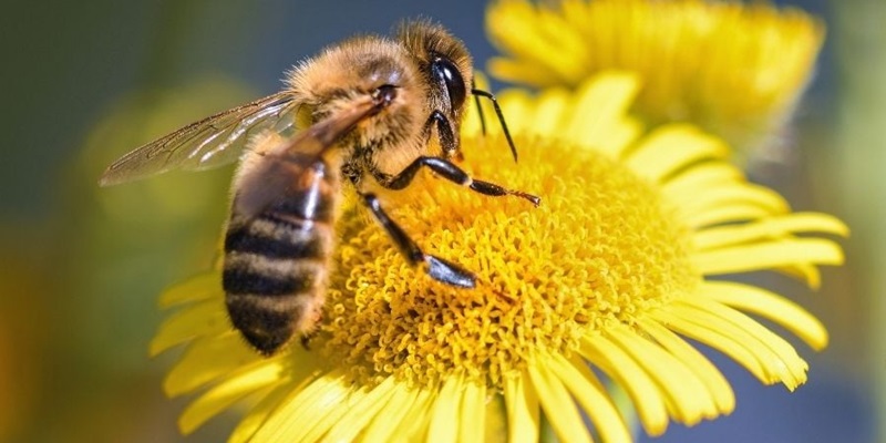 Chú ong mật đem đến những điềm báo may mắn
